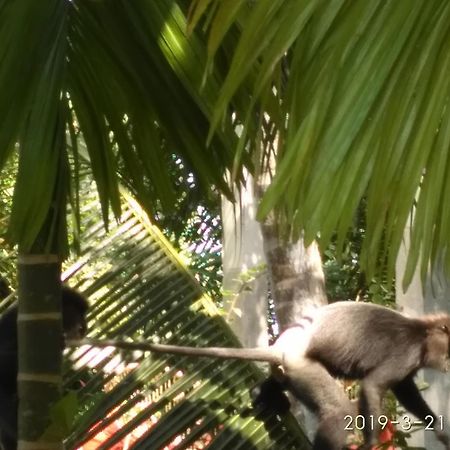 Nilas Guesthouse Hikkaduwa Ngoại thất bức ảnh